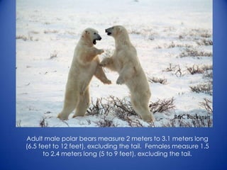Adult male polar bears measure 2 meters to 3.1 meters long
(6.5 feet to 12 feet), excluding the tail. Females measure 1.5
to 2.4 meters long (5 to 9 feet), excluding the tail.
 