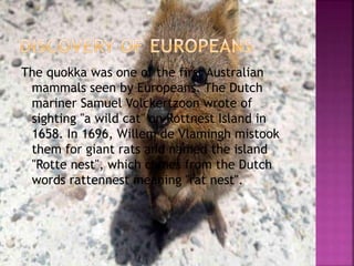 The quokka was one of the first Australian
mammals seen by Europeans. The Dutch
mariner Samuel Volckertzoon wrote of
sighting "a wild cat" on Rottnest Island in
1658. In 1696, Willem de Vlamingh mistook
them for giant rats and named the island
"Rotte nest", which comes from the Dutch
words rattennest meaning "rat nest".
 