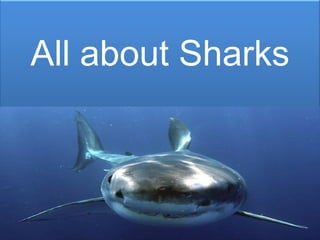 All about Sharks 