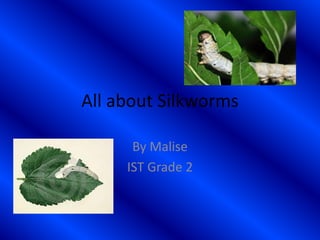 All about Silkworms
By Malise
IST Grade 2
 