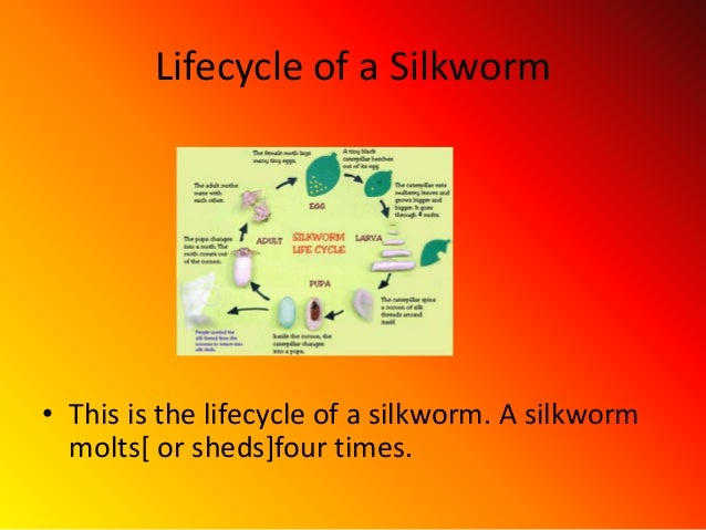 Silkworm Facts For Kids Silkworm Facts For Kids