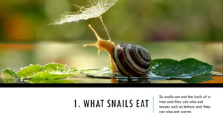 All about snails and their properties .pptx