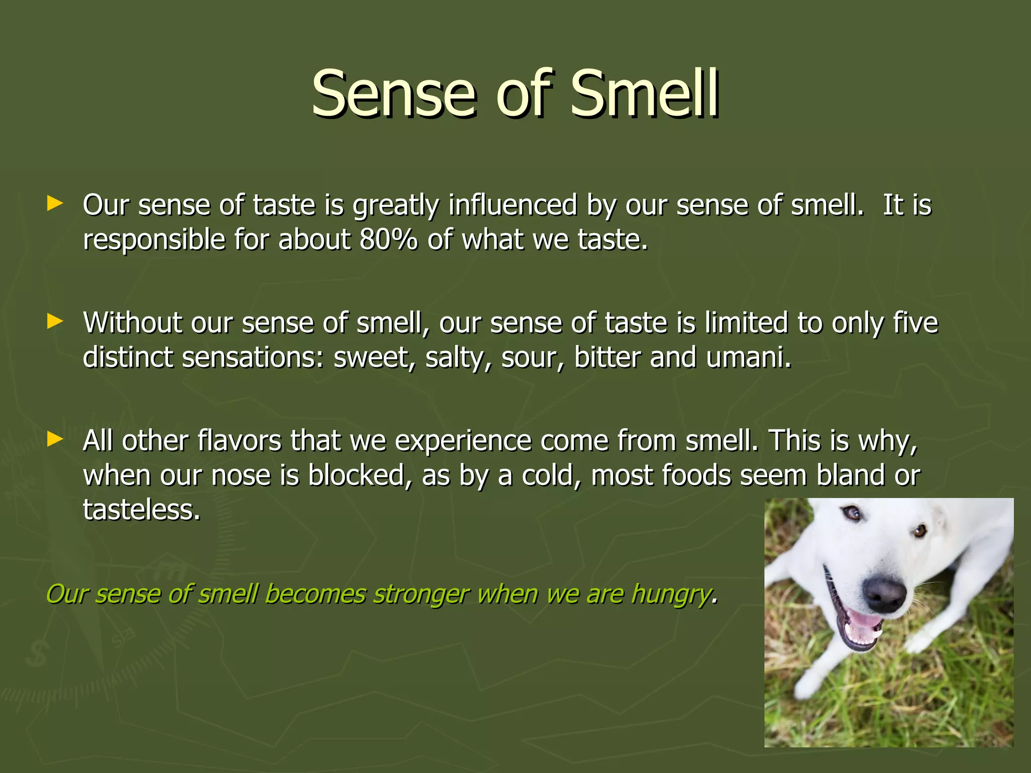 Sense of Smell Our sense of taste is greatly influenced by our sense of smell.  It is responsible for about 80% of what we taste.  Without our sense of smell, our sense of taste is limited to only five distinct sensations: sweet, salty, sour, bitter and umani. All other flavors that we experience come from smell. This is why, when our nose is blocked, as by a cold, most foods seem bland or tasteless.  Our sense of smell becomes stronger when we are hungry .   