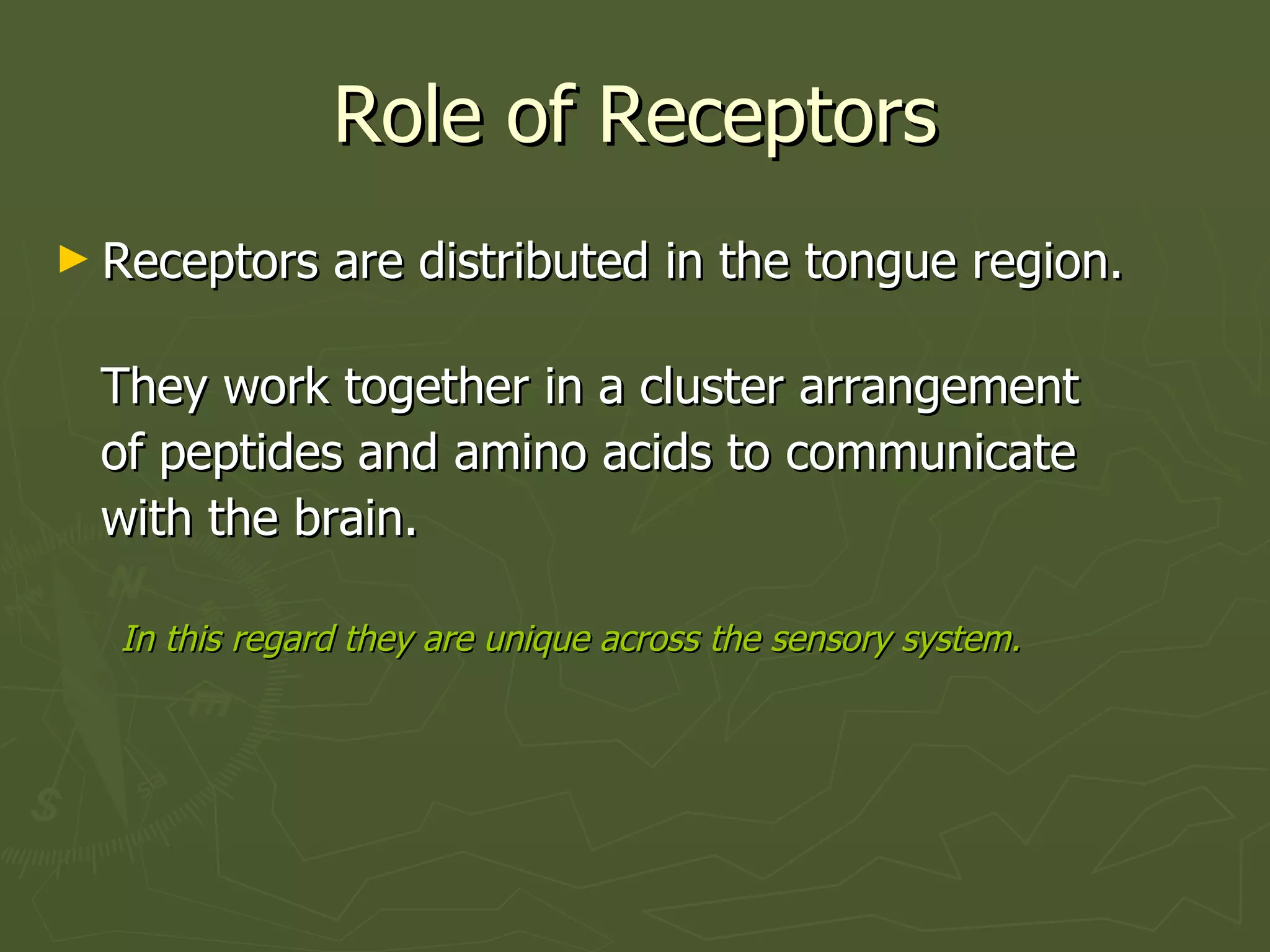 Role of Receptors Receptors are distributed in the tongue region.  They work together in a cluster arrangement of peptides and amino acids to communicate  with the brain.  In this regard they are unique across the sensory system. 