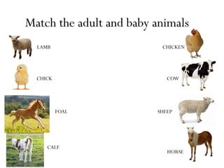 Match the adult and baby animals
LAMB
CHICK
CHICKEN
COW
HORSE
CALF
SHEEPFOAL
 