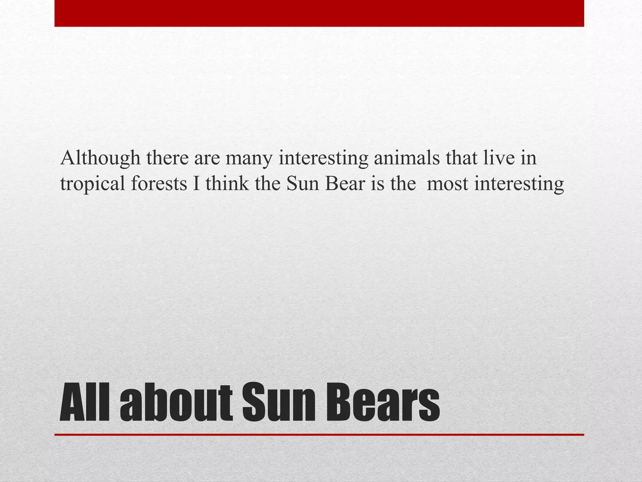 All about Sun Bears | PPT