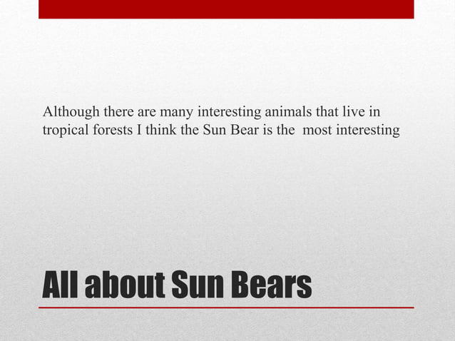 All about Sun Bears | PPT