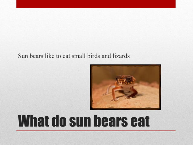 All about Sun Bears | PPT