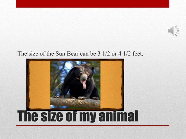 All about Sun Bears | PPT