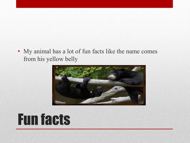 All about Sun Bears | PPT