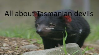 All about Tasmanian devils
by Saanwe
 