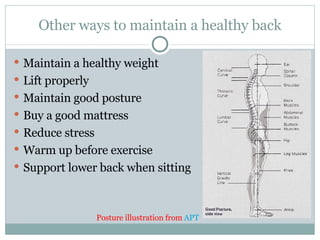 Other ways to maintain a healthy back Maintain a healthy weight Lift properly Maintain good posture Buy a good mattress Reduce stress Warm up before exercise Support lower back when sitting Posture illustration from  APT 