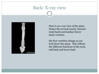 Back: X-ray view Here is an x-ray view of the spine. Notice the cervical (neck), thoracic (mid-back) and lumbar (lower back) vertebra.  See how vertebra change as you look down the spine.  This reflects the different functions of the neck, mid back and lower back. 