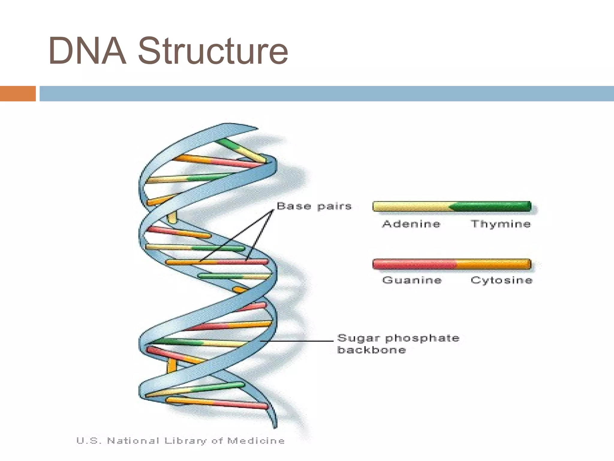 DNA Structure
 
