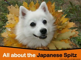 All about the Japanese Spitz
© 2013 Petplan.net.nz. All rights reserved.

 