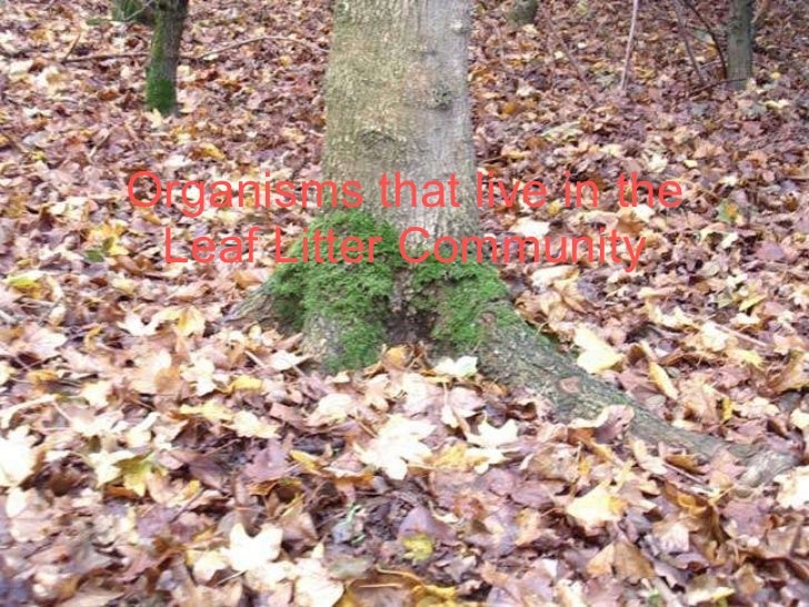 All about the leaf litter community