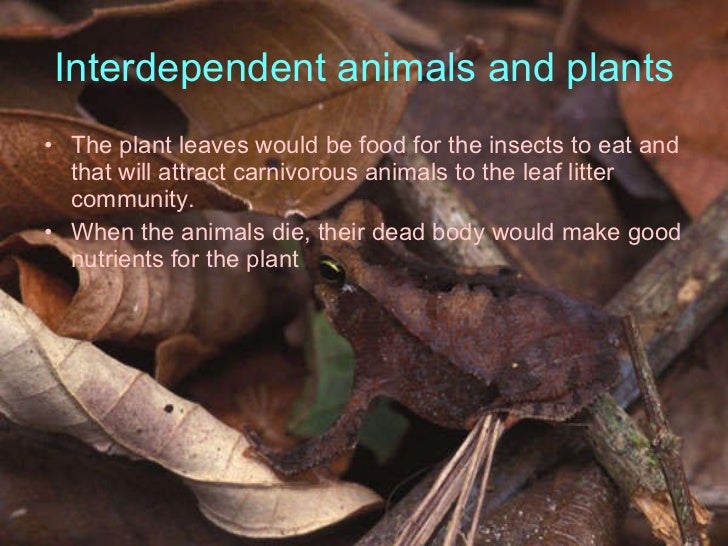 All about the leaf litter community