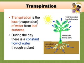 Transpiration
 