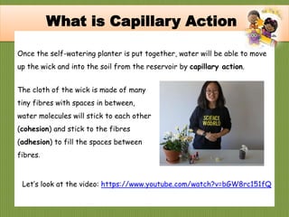 Once the self-watering planter is put together, water will be able to move
up the wick and into the soil from the reservoir by capillary action.
What is Capillary Action
The cloth of the wick is made of many
tiny fibres with spaces in between,
water molecules will stick to each other
(cohesion) and stick to the fibres
(adhesion) to fill the spaces between
fibres.
Let’s look at the video: https://www.youtube.com/watch?v=bGW8rc151fQ
 