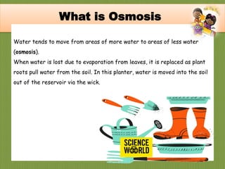 Water tends to move from areas of more water to areas of less water
(osmosis).
When water is lost due to evaporation from leaves, it is replaced as plant
roots pull water from the soil. In this planter, water is moved into the soil
out of the reservoir via the wick.
What is Osmosis
 