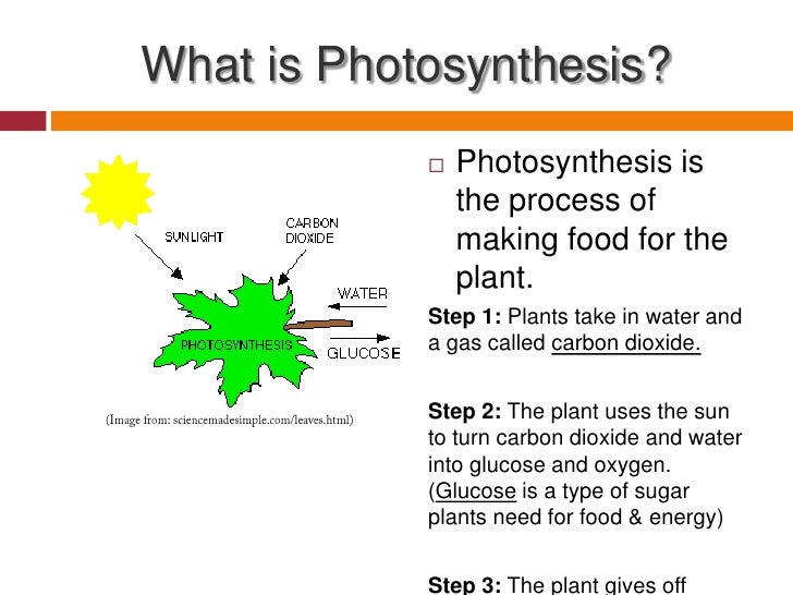 Type Of Gas Plants Need To Make Food Type Of Gas Plants Need To Make Food