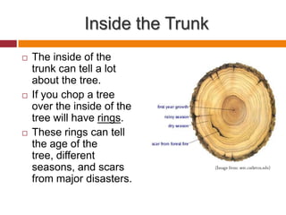 Tree Internal All about the tree | PPTX