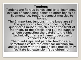 Tendons
Tendons are fibrous bands similar to ligaments.
Instead of connecting bones to other bones as
ligaments do, tendons connect muscles to
bones.
The 2 important tendons in the knee are (1)
the quadriceps tendon connecting the
quadriceps muscle, which lies on the front of
the thigh, to the patella and (2) the patellar
tendon connecting the patella to the tibia
(technically this is a ligament because it
connects 2 bones).
The quadriceps and patellar tendons are
sometimes called the extensor mechanism,
and together with the quadriceps muscle they
facilitate leg extension (straightening).
 
