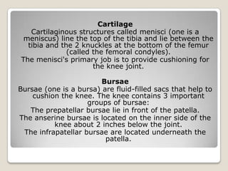 Cartilage
Cartilaginous structures called menisci (one is a
meniscus) line the top of the tibia and lie between the
tibia and the 2 knuckles at the bottom of the femur
(called the femoral condyles).
The menisci's primary job is to provide cushioning for
the knee joint.
Bursae
Bursae (one is a bursa) are fluid-filled sacs that help to
cushion the knee. The knee contains 3 important
groups of bursae:
The prepatellar bursae lie in front of the patella.
The anserine bursae is located on the inner side of the
knee about 2 inches below the joint.
The infrapatellar bursae are located underneath the
patella.
 