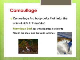 Camouflage
 Camouflage is a body color that helps the
animal hide in its habitat.
- Ptarmigan bird has white feather in winter to
hide in the snow and brown in summer.
 