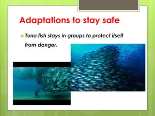 Adaptations to stay safe
 Tuna fish stays in groups to protect itself
from danger.
 