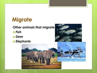 Migrate
Other animals that migrate
 Fish
 Deer
 Elephants
 