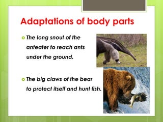 Adaptations of body parts
 The long snout of the
anteater to reach ants
under the ground.
 The big claws of the bear
to protect itself and hunt fish.
 