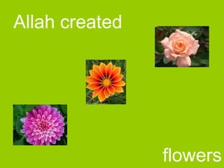 Allah created
flowers
 