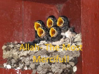 Allah- The Most
    Merciful!
 