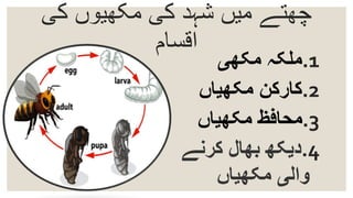 ‫کی‬ ‫مکھیوں‬ ‫کی‬ ‫شہد‬ ‫میں‬ ‫چھتے‬
‫اقسام‬
.1‫مکھی‬ ‫ملکہ‬
.2‫مکھیاں‬ ‫کارکن‬
.3‫محافظ‬‫مکھیاں‬
.4‫کرنے‬ ‫بھال‬ ‫دیکھ‬
‫مکھیاں‬ ‫والی‬
 