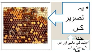 •‫یہ‬
‫تصوی‬‫ر‬
‫کس‬
‫چیز‬
‫کی‬
‫اس‬ ‫اور‬ ‫مکھی‬ ‫کی‬ ‫شہد‬
‫کی۔‬ ‫چھتے‬ ‫کے‬
 