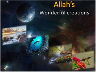 Allah’sWonderful creations 