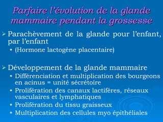 Parfaire l’évolution de la glande mammaire pendant la grossesse Parachèvement de la glande pour l’enfant, par l’enfant (Hormone lactogène placentaire) Développement de la glande mammaire Différenciation et multiplication des bourgeons en acinus = unité sécrétoire Prolifération des canaux lactifères, réseaux vasculaires et lymphatiques Prolifération du tissu graisseux Multiplication des cellules myo épithéliales 