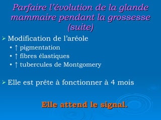 Parfaire l’évolution de la glande mammaire pendant la grossesse (suite) Modification de l’aréole ↑  pigmentation ↑  fibres élastiques ↑  tubercules de Montgomery Elle est prête à fonctionner à 4 mois Elle attend le signal. 