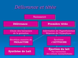 Délivrance et tétée Naissance   Délivrance   Première tétée   Chute des hormones de la gestation Sécrétion massive de  PROLACTINE Information de l'hypothalamus Réponse de l'hypophyse Synthèse  d' OCYTOCINE Éjection du lait Par contraction  des cellules myoépithéliales Synthèse de Lait 