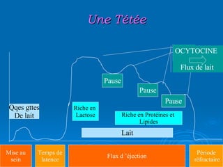 Une Tétée Mise au sein Temps de latence Flux d ’éjection OCYTOCINE Flux de lait Pause Pause Lait Qqes gttes De lait Riche en  Lactose Riche en Protéines et  Lipides Période réfractaire Pause 
