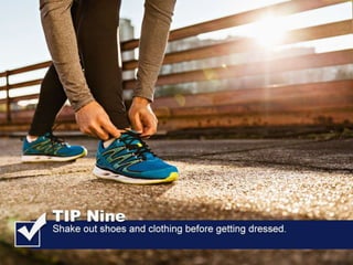 All American Pest Control Shares Tips For Avoiding Brown Recluse Bites