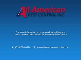 All American Pest Control Shares Tips For Avoiding Brown Recluse Bites