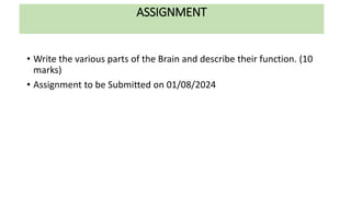 REVIEW OF ANATOMY AND PHYSIOLOGY OF BRAIN.pptx