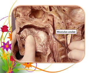 Uvulae All anatomy practical | PDF