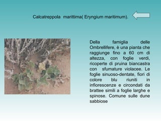 Calcatreppola   marittima( Eryngium maritimum). Della famiglia delle Ombrellifere, è una pianta che raggiunge fino a 60 cm di altezza, con foglie verdi, ricoperte di pruina biancastra con  sfumature violacee. Le foglie sinuoso-dentate, fiori di colore blu riuniti in infiorescenze e circondati da brattee simili a foglie larghe e spinose. Comune sulle dune sabbiose 