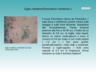Giglio marittimo(Pancratium maritimum ) Il nome Pancratium deriva da Pankration = tutta forza e maritimum poiché cresce sulle spiagge e sulle dune litoranee. Appartiene alle Amaryllidaceae. Pianta erbacea perenne alta fino a 40-50 cm, il bulbo ha un diametro di 5-6 cm, le foglie, tutte basali, hanno un colore verde-glauco e sono in numero di 5-6 per bulbo e non molto larghe ( 1-2 cm ) I fiori sono grandi, ermafroditi,bianchi, molto belli e profumati. Fiorisce a luglio-agosto. I frutti sono capsule di 2.3 cm di lunghezza. Ormai rarissimo su tutto il territorio italiano!! Giglio marittimo a Ramitelli nel mese di Novembre 2007 