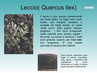 Leccio( Quercus ilex) Il leccio è una quercia sempreverde con fusto diritto. Le foglie sono ovali, lucide, con margine semplice o aculeato (le foglie basali), di colore verde scuro, nella pagina inferiore grigiastre.  I fiori sono unisessuali: quelli maschili sono amenti, spighe i femminili. La pianta è monoica. I frutti sono ghiande, coperte, per metà della loro lunghezza, di una cupola provvista di squame ben distinte. Sulla sinistra, particolare delle foglie di leccio( sclerofillia); sulla destra, a Ramitelli, folta vegetazione di leccio dominante un corteo di tipiche piante arbustive mediterranee   