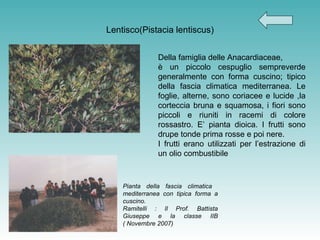 Lentisco(Pistacia lentiscus) Della famiglia delle Anacardiaceae,  è un piccolo cespuglio sempreverde generalmente con forma cuscino; tipico della fascia climatica mediterranea. Le foglie, alterne, sono coriacee e lucide ,la corteccia bruna e squamosa, i fiori sono piccoli e riuniti in racemi di colore rossastro. E’ pianta dioica. I frutti sono drupe tonde prima rosse e poi nere. I frutti erano utilizzati per l’estrazione di un olio combustibile  Pianta della fascia climatica  mediterranea con tipica forma a cuscino. Ramitelli : Il Prof. Battista Giuseppe e la classe IIB ( Novembre 2007) 