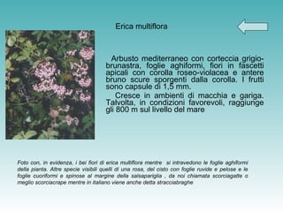 Erica multiflora Arbusto mediterraneo con corteccia grigio-brunastra, foglie aghiformi, fiori in fascetti apicali con corolla roseo-violacea e antere bruno scure sporgenti dalla corolla. I frutti sono capsule di 1,5 mm. Cresce in ambienti di macchia e gariga. Talvolta, in condizioni favorevoli, raggiunge gli 800 m sul livello del mare Foto con, in evidenza, i bei fiori di erica multiflora mentre  si intravedono le foglie aghiformi della pianta. Altre specie visibili quelli di una rosa, del cisto con foglie ruvide e pelose e le foglie cuoriformi e spinose al margine della salsapariglia , da noi chiamata scorciagatte o meglio scorciacrape mentre in italiano viene anche detta stracciabraghe   